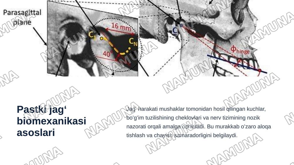 Chakka-pastki jagʻ bo‘gʻimining tuzilishi va xususiyatlari. Pastki jagʻ  biomexanikasi. Yuqori va pastki jagʻ tish qatorlarining o‘zaro munosabati. — zamonaviy taqdimot, 6-slayd