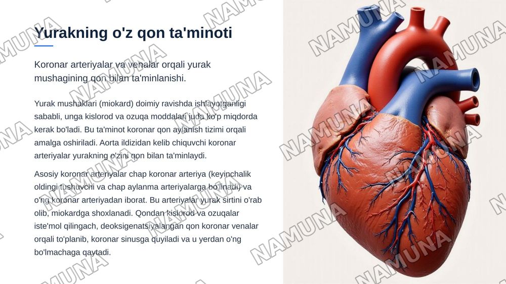 Yurak tuzilishi yurakning otkazuv sistemasi. Yurakning qon bilan taminlanishi. Qon aylanish doiralari Yurakning yoshga qarab oʻzgarishi — zamonaviy taqdimot, 6-slayd