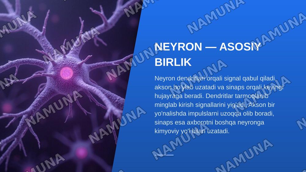 Nervous system — zamonaviy taqdimot, 4-slayd