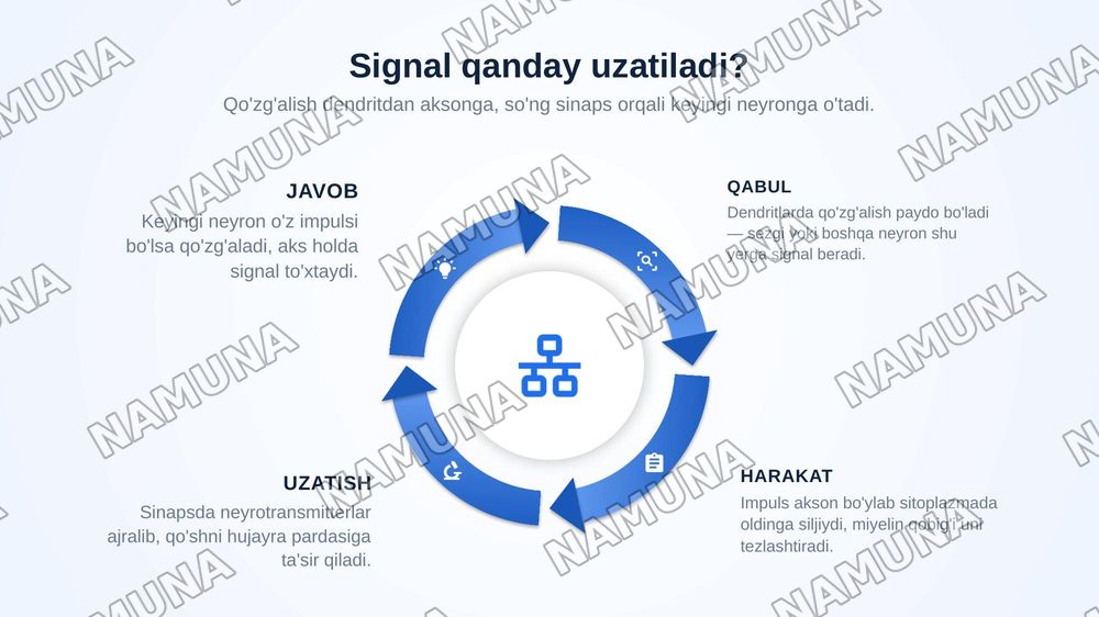 Nervous system — zamonaviy taqdimot, 5-slayd