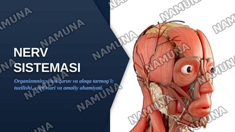 Nervous system — zamonaviy taqdimot