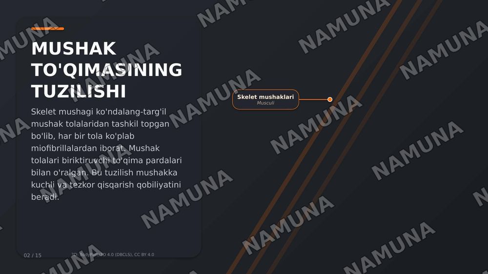 inson tanasidagi muskullar tuzilishi — zamonaviy taqdimot, 3-slayd