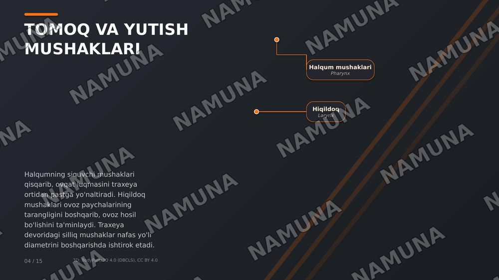 inson tanasidagi muskullar tuzilishi — zamonaviy taqdimot, 5-slayd
