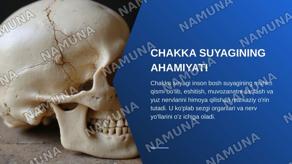 Chakka suyagi anatomiyasi — zamonaviy taqdimot, 3-slayd