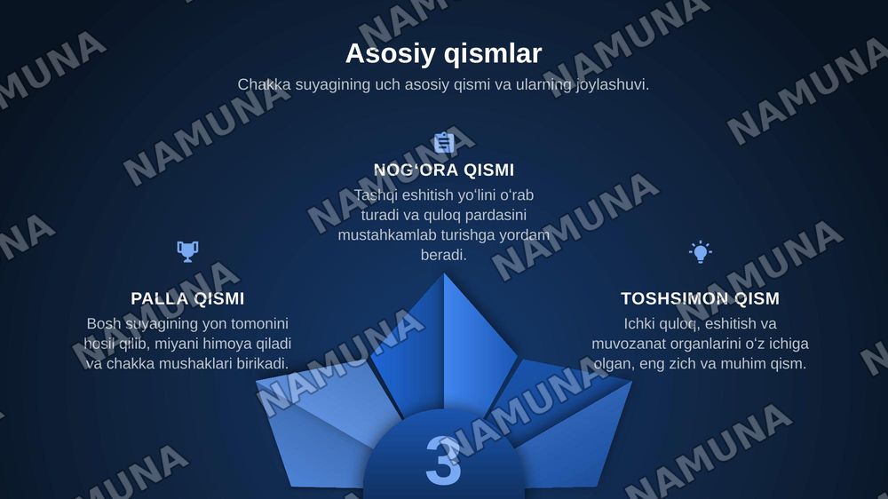 Chakka suyagi anatomiyasi — zamonaviy taqdimot, 4-slayd