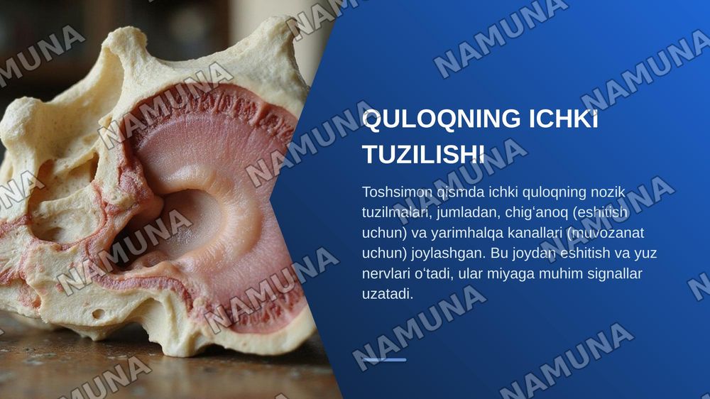 Chakka suyagi anatomiyasi — zamonaviy taqdimot, 5-slayd