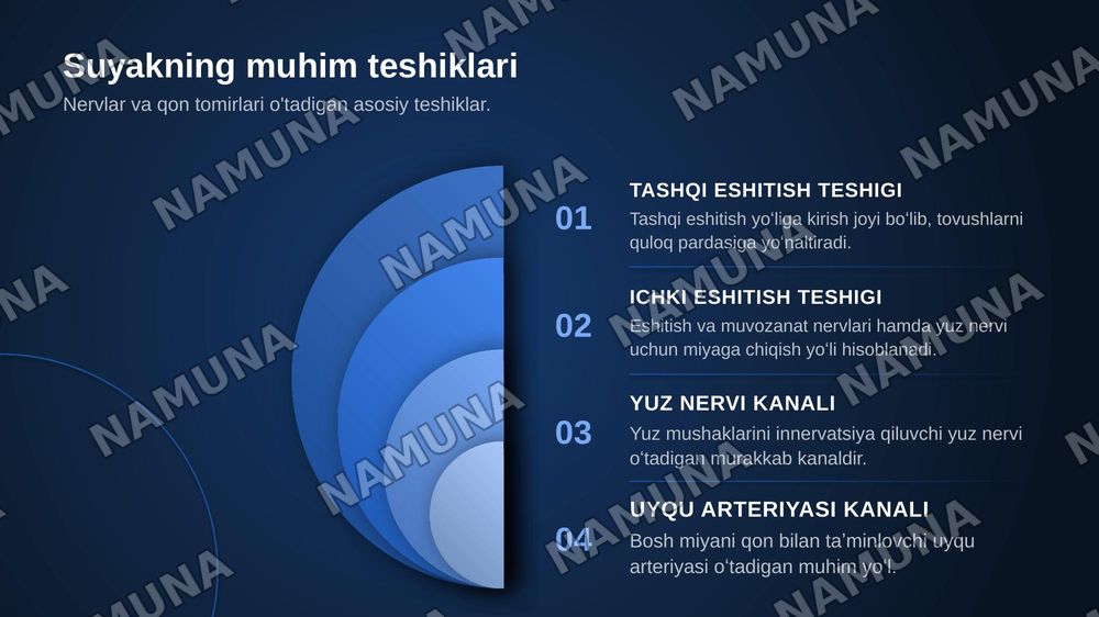 Chakka suyagi anatomiyasi — zamonaviy taqdimot, 6-slayd