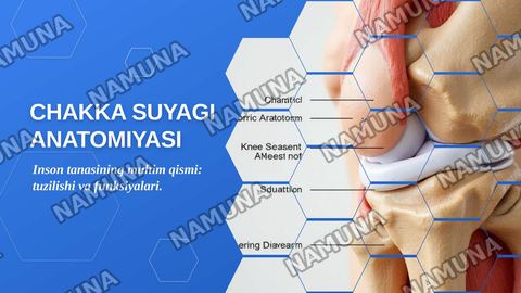 Chakka suyagi anatomiyasi — zamonaviy taqdimot