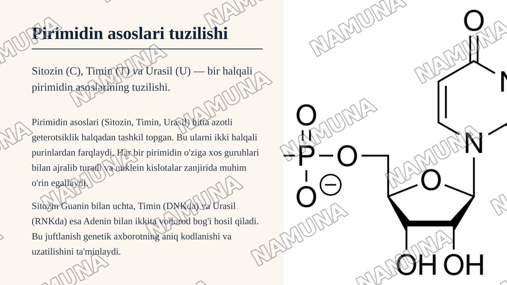 Nukleozid va nukleotidlarning tuzilishi — zamonaviy taqdimot, 8-slayd