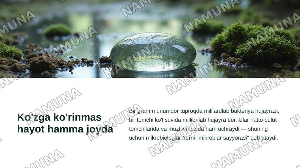 Mikroorganizmlarning tabiatda tarqalishi — zamonaviy taqdimot, 3-slayd