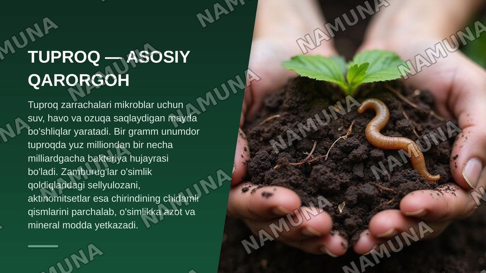 Mikroorganizmlarning tabiatda tarqalishi — zamonaviy taqdimot, 5-slayd