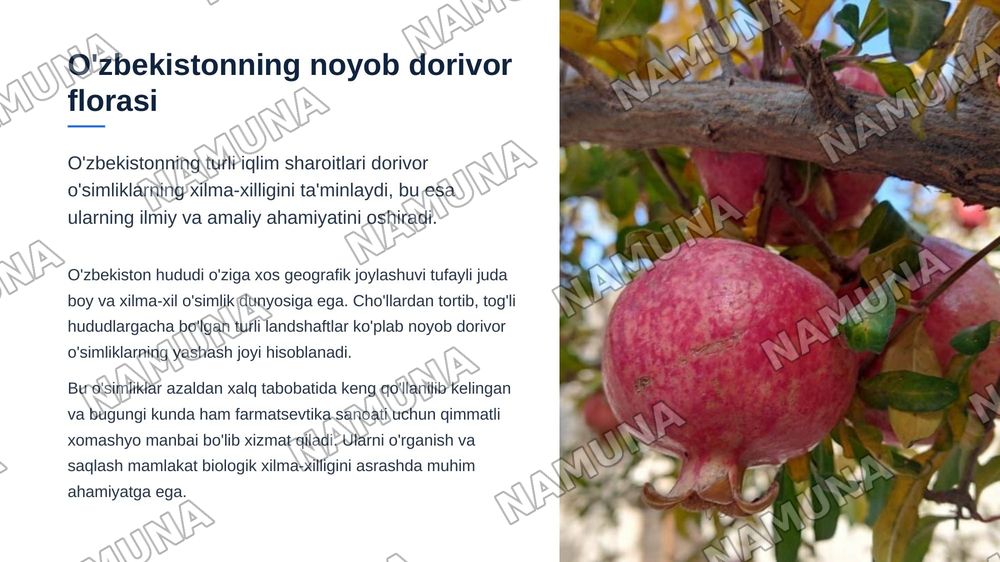 O’zbekistondagi dorivor o’simliklar — zamonaviy taqdimot, 3-slayd