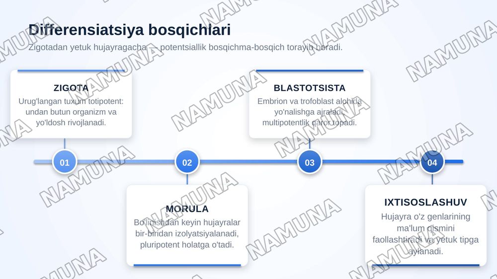 Hujayra to'qima spetsifikligi:differesiatsiya va funktsional ixtisoslashuvning molekulyar mexanizmlari — zamonaviy taqdimot, 7-slayd