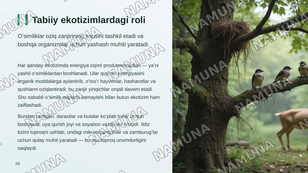 Oʻsimliklar dunyosini muxofaza qilish . Oʻsimliklarni tabiatda tutgan oʻrni va xususiyatlari — zamonaviy taqdimot, 7-slayd