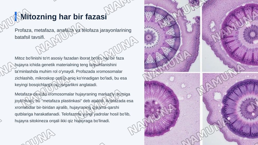 Hujayraning kôpayishi .
Mitoz. Mitoz sikli — zamonaviy taqdimot, 6-slayd
