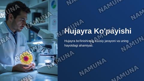 Hujayraning kôpayishi .
Mitoz. Mitoz sikli — zamonaviy taqdimot