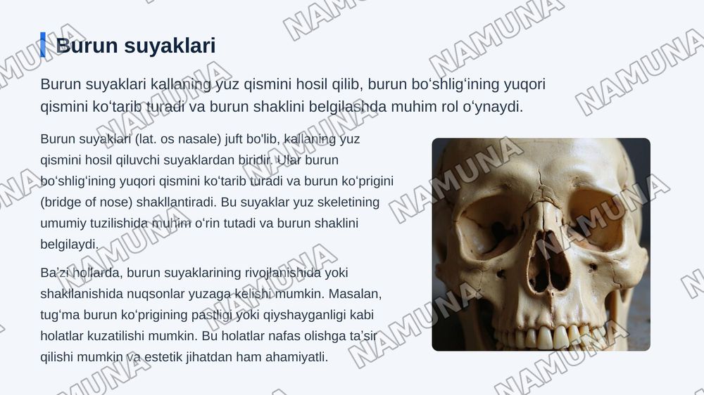 Kallaning yuz boʻlimi suyaklari — zamonaviy taqdimot, 3-slayd