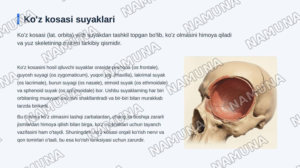 Kallaning yuz boʻlimi suyaklari — zamonaviy taqdimot, 4-slayd