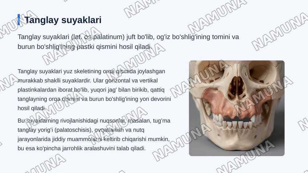 Kallaning yuz boʻlimi suyaklari — zamonaviy taqdimot, 6-slayd