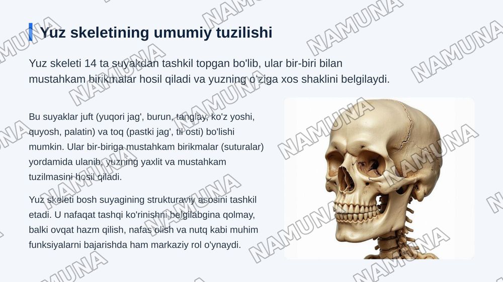 Kallaning yuz boʻlimi suyaklari — zamonaviy taqdimot, 7-slayd