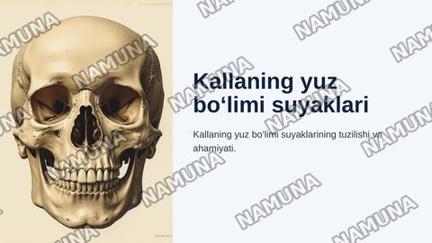 Kallaning yuz boʻlimi suyaklari — zamonaviy taqdimot