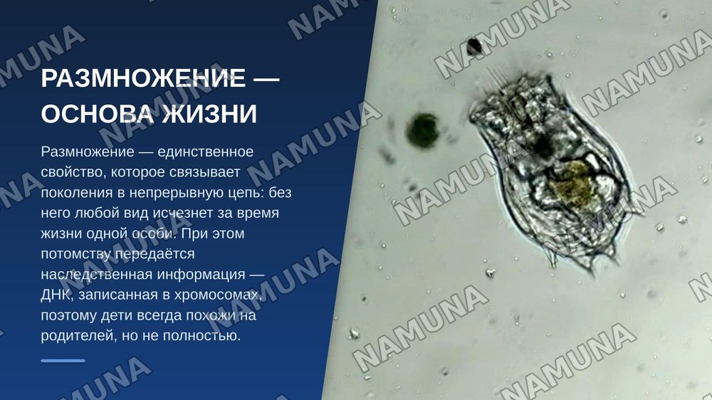 Бесполое и половое размножение многоклеточных организмов . Портеногенез и ее виды — zamonaviy taqdimot, 3-slayd