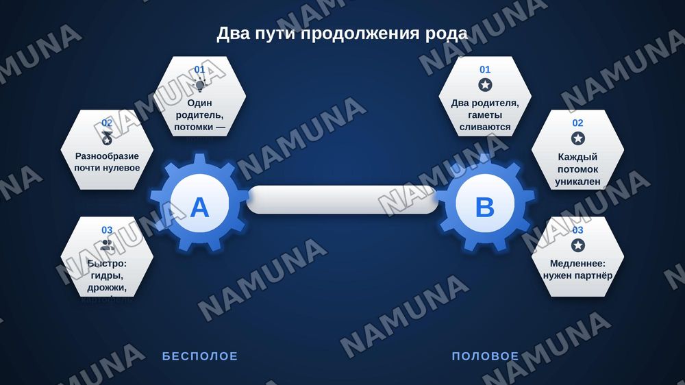 Бесполое и половое размножение многоклеточных организмов . Портеногенез и ее виды — zamonaviy taqdimot, 4-slayd