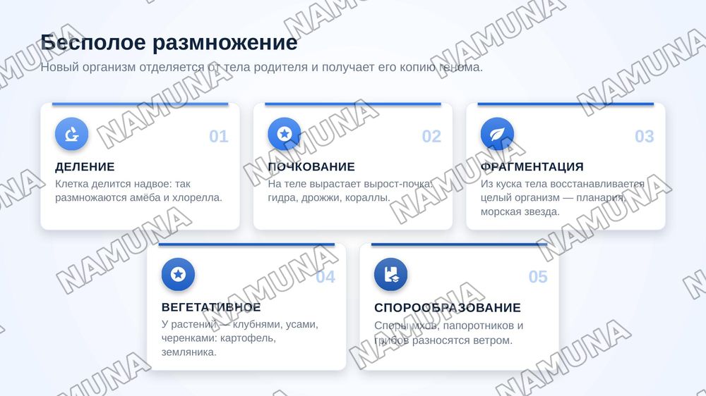Бесполое и половое размножение многоклеточных организмов . Портеногенез и ее виды — zamonaviy taqdimot, 5-slayd