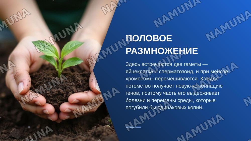 Бесполое и половое размножение многоклеточных организмов . Портеногенез и ее виды — zamonaviy taqdimot, 6-slayd