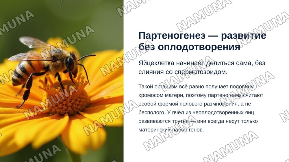 Бесполое и половое размножение многоклеточных организмов . Портеногенез и ее виды — zamonaviy taqdimot, 7-slayd