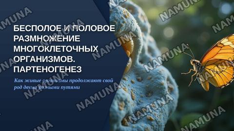 Бесполое и половое размножение многоклеточных организмов . Портеногенез и ее виды — zamonaviy taqdimot