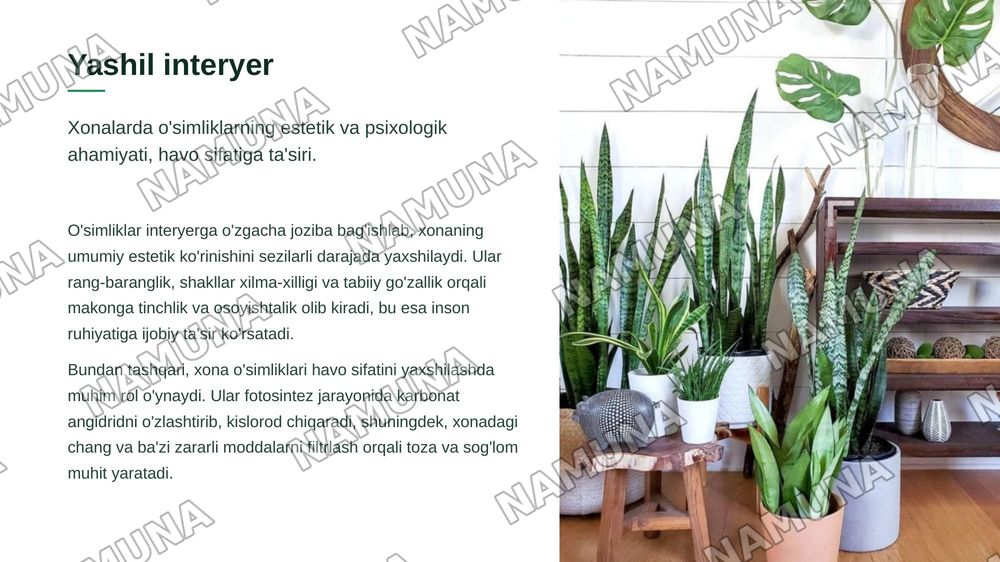 Interyer uchun Orxideyadoshlar oilasi vakillarini oʻrganish. Sanseviera oʻsimligining bioekologiyasi va koʻpaytirish texnologiyasi. — zamonaviy taqdimot, 3-slayd