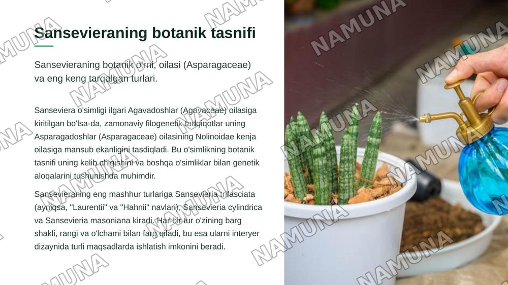 Interyer uchun Orxideyadoshlar oilasi vakillarini oʻrganish. Sanseviera oʻsimligining bioekologiyasi va koʻpaytirish texnologiyasi. — zamonaviy taqdimot, 6-slayd