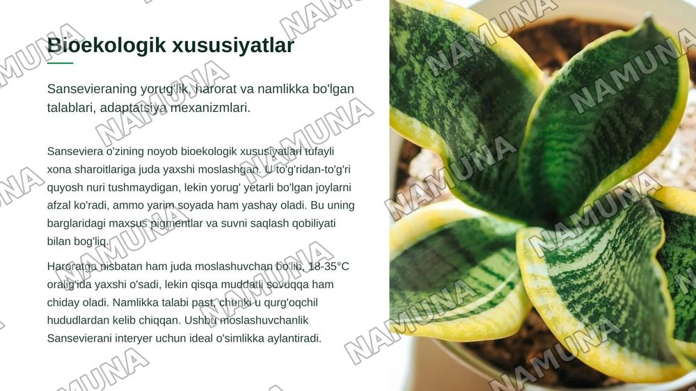 Interyer uchun Orxideyadoshlar oilasi vakillarini oʻrganish. Sanseviera oʻsimligining bioekologiyasi va koʻpaytirish texnologiyasi. — zamonaviy taqdimot, 7-slayd
