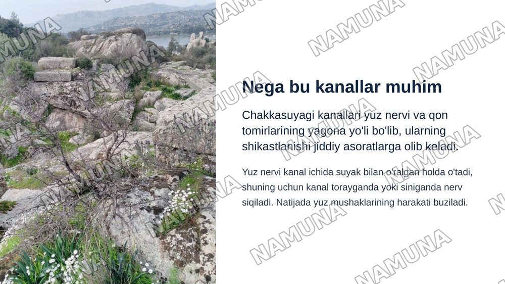 Chakkasuyaklarining kannalari — zamonaviy taqdimot, 3-slayd
