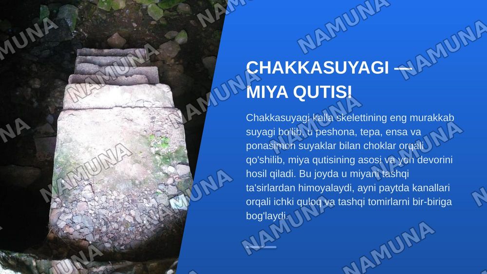 Chakkasuyaklarining kannalari — zamonaviy taqdimot, 4-slayd