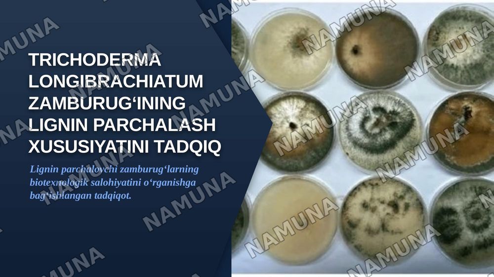 Trichoderma longibrachiatum zamburugʻining lignin parchalash xususiyatini tadqiq etish — zamonaviy taqdimot, 1-slayd
