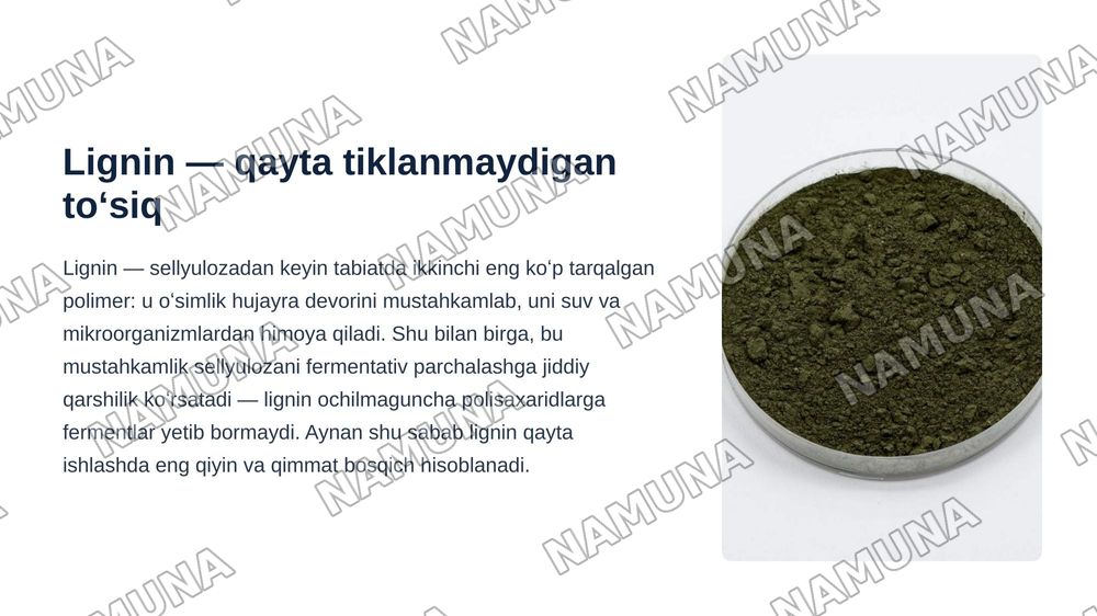 Trichoderma longibrachiatum zamburugʻining lignin parchalash xususiyatini tadqiq etish — zamonaviy taqdimot, 3-slayd