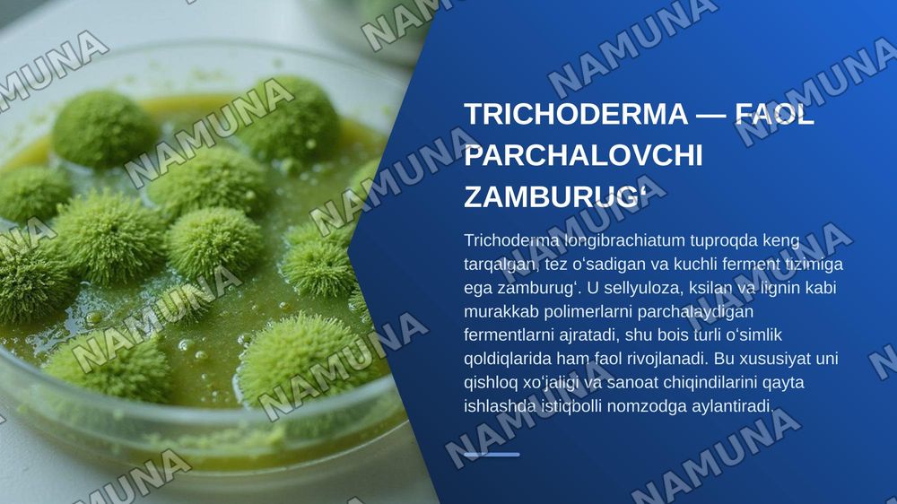 Trichoderma longibrachiatum zamburugʻining lignin parchalash xususiyatini tadqiq etish — zamonaviy taqdimot, 5-slayd