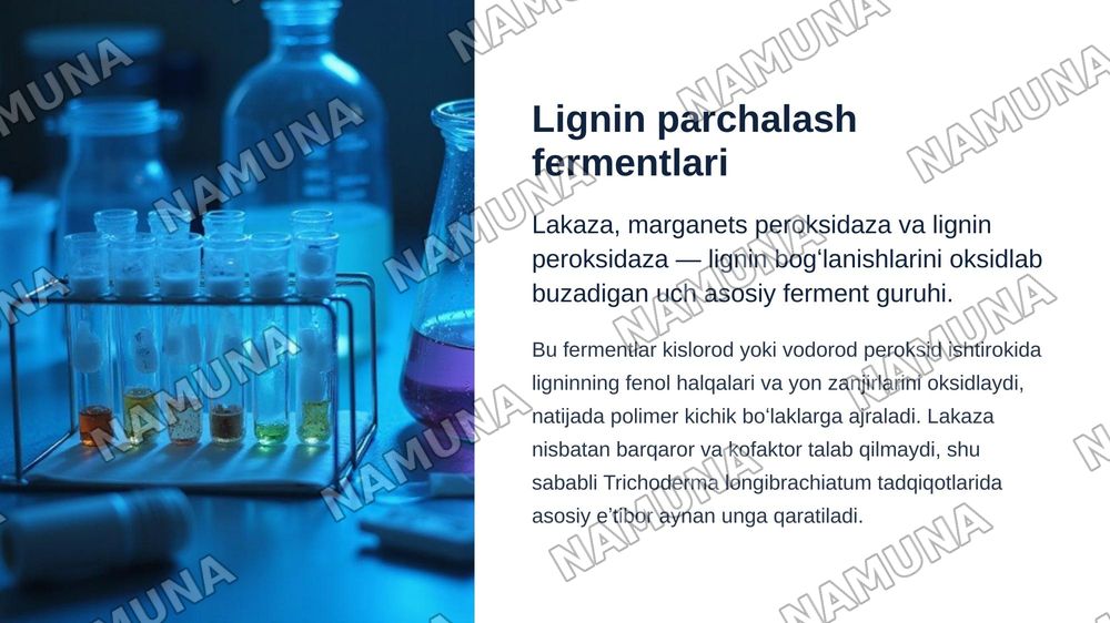 Trichoderma longibrachiatum zamburugʻining lignin parchalash xususiyatini tadqiq etish — zamonaviy taqdimot, 6-slayd