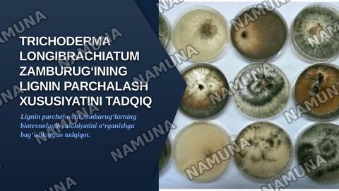 Trichoderma longibrachiatum zamburugʻining lignin parchalash xususiyatini tadqiq etish — zamonaviy taqdimot