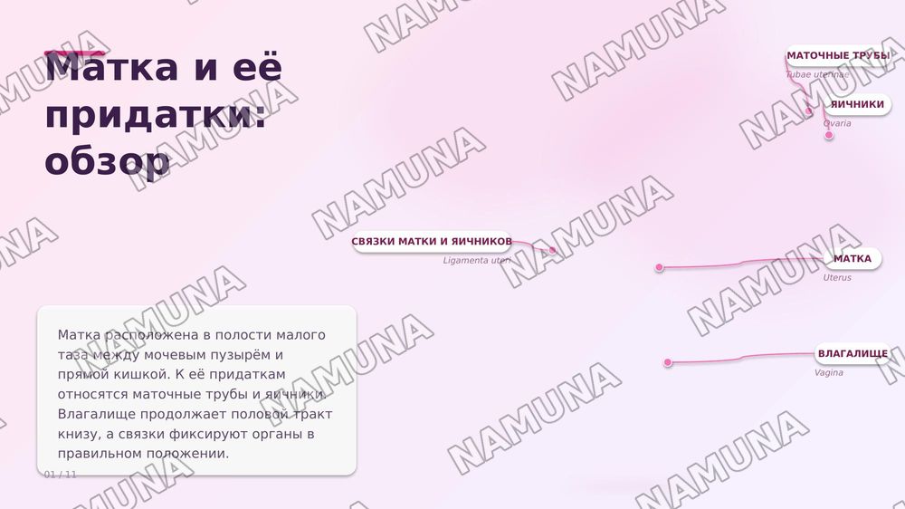 Матка и его придатки
Сосуды и инервирующие его нервы — zamonaviy taqdimot, 1-slayd