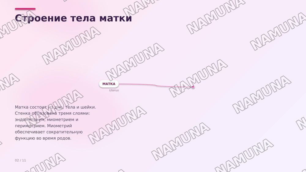 Матка и его придатки
Сосуды и инервирующие его нервы — zamonaviy taqdimot, 3-slayd