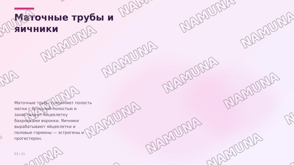Матка и его придатки
Сосуды и инервирующие его нервы — zamonaviy taqdimot, 4-slayd