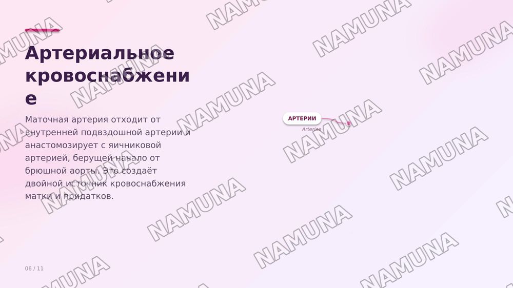 Матка и его придатки
Сосуды и инервирующие его нервы — zamonaviy taqdimot, 8-slayd