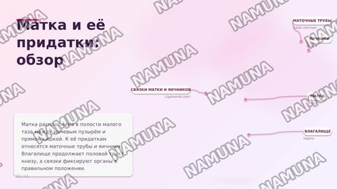 Матка и его придатки
Сосуды и инервирующие его нервы — zamonaviy taqdimot