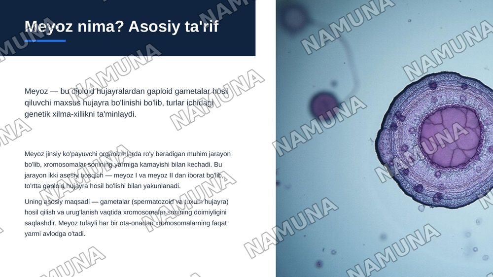 meyoz.uning biologik ahamiyati — zamonaviy taqdimot, 4-slayd