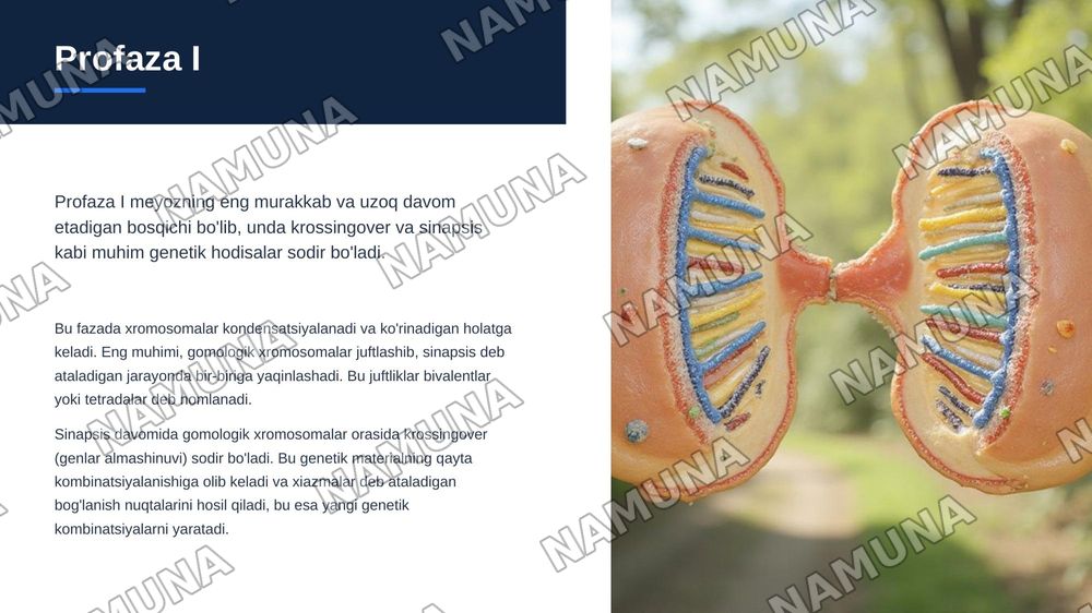 meyoz.uning biologik ahamiyati — zamonaviy taqdimot, 8-slayd
