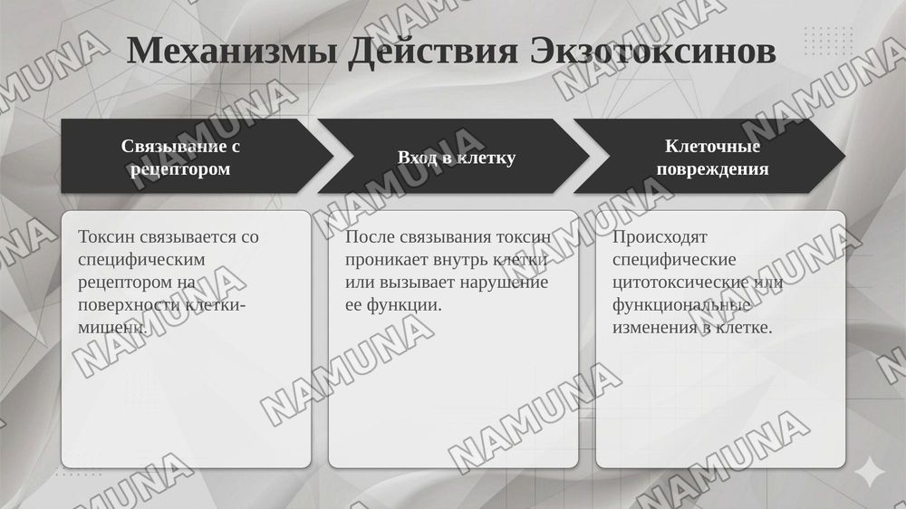 Экзотоксин и Эндотоксин. Понятие и значение в Микробиологии,Вирусологии и Иммунологии — taqdimot, 6-slayd