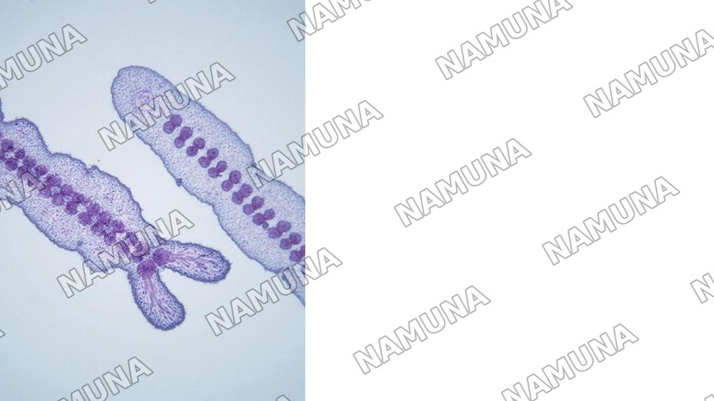 T.G.MORGANNING IRSIYATNING XROMOSOMA NAZARIYASI. GENLARNING BIRIKISH HODISASI, KROSSINGOVER. BELGILARNING JINSGA BIRIKKAN HOLDA IRSIYLANISHI. — zamonaviy taqdimot, 6-slayd